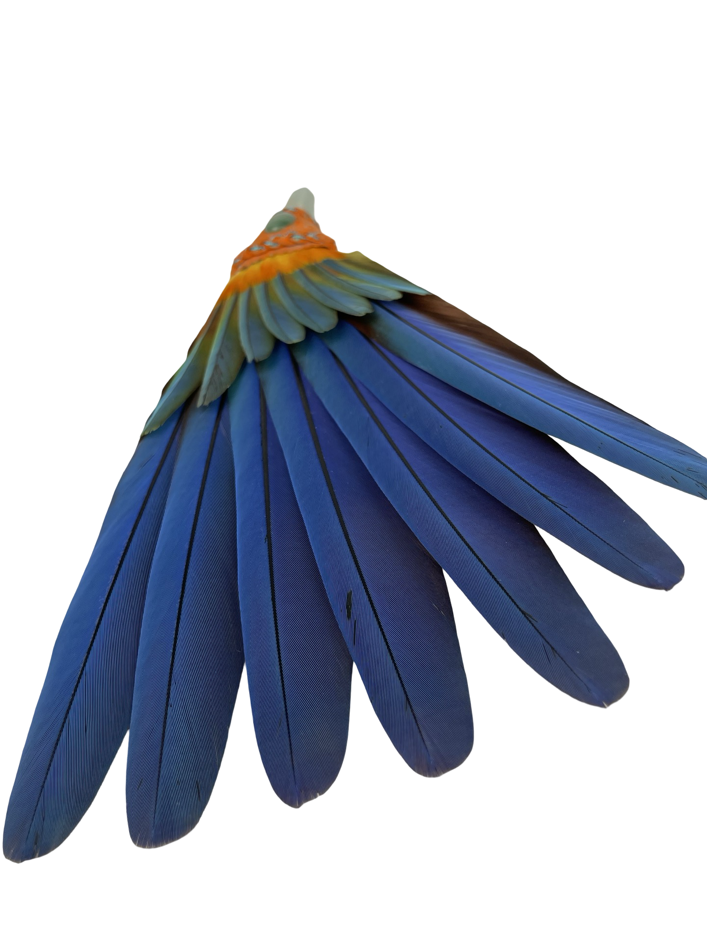 Macaw Smudge Fan with Amazonite Stone Handle
